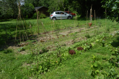Potager1