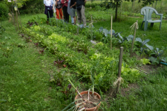 Potager3