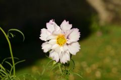 Cosmos