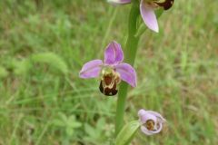 Ophrys-Apifera