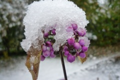 BaiesDeCallicarpa