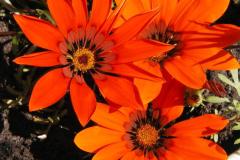 Gazania