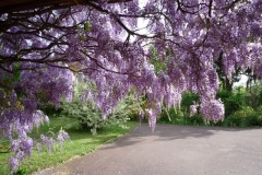 fleurglycine